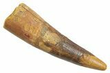 Fossil Spinosaurus Tooth - Real Dinosaur Tooth #363504-1
